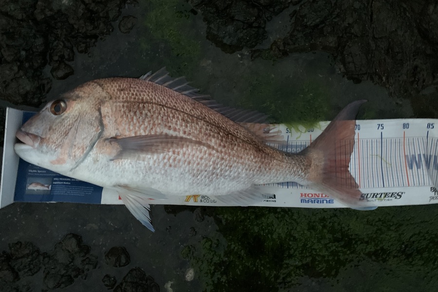 Mark Piskulic caught this 67.0cm Snapper at Far North during The Export NZ Fishing Competition